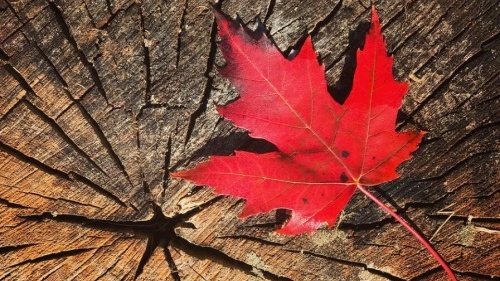 ��ͣ�����ô�ҵǩ֤(SUV)����12��31�պ��ٽ������룬�´�ҵ����ͨ����������